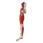 Lower limb